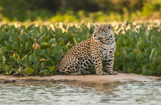 Jaguar in Brazil's Pantanal