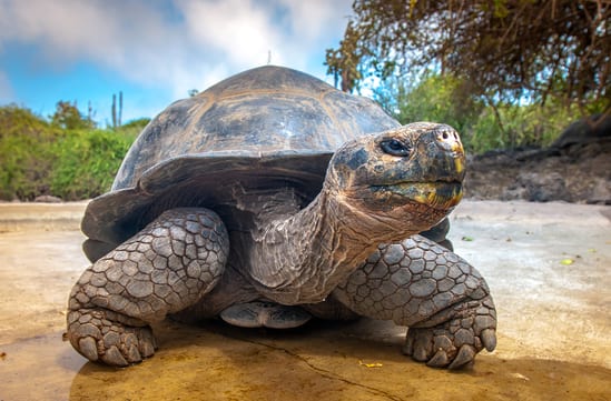 Galápagos Islands