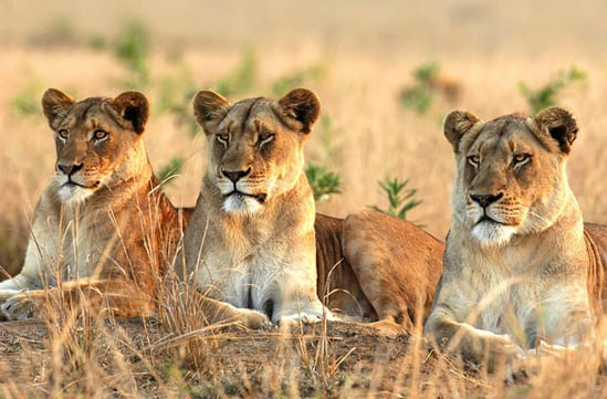 lions at sabi sand