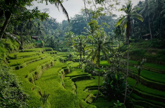 Rice terraces Bali