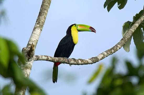 A tucan sits atop a tree in Belize