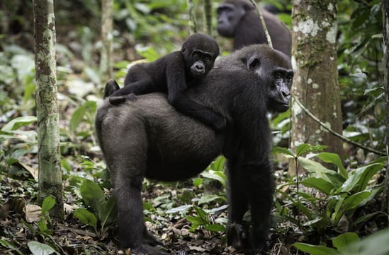 Holidays in the Congo