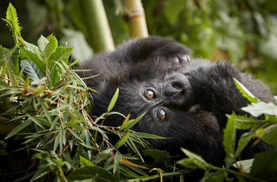 Luxury Holidays in Rwanda