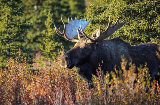 Alaska