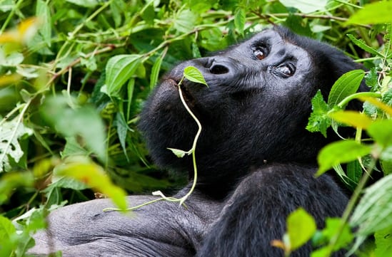 Bwindi