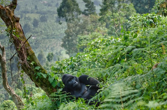 mountain gorilla in rwanda