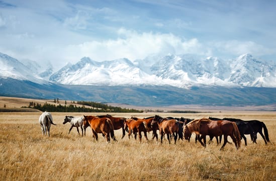 Mongolia