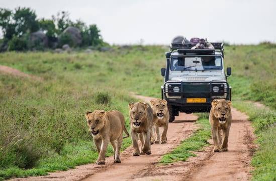 Photography Safari
