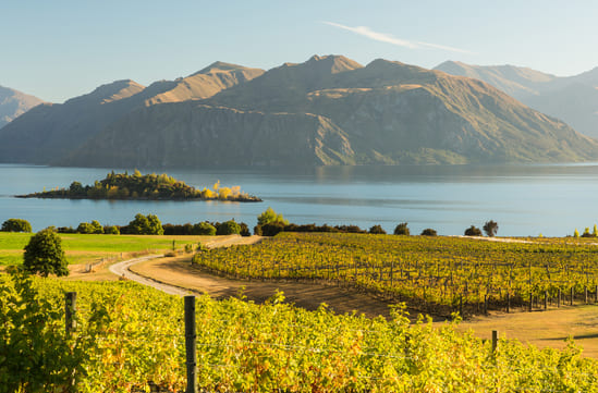 New Zealand wine