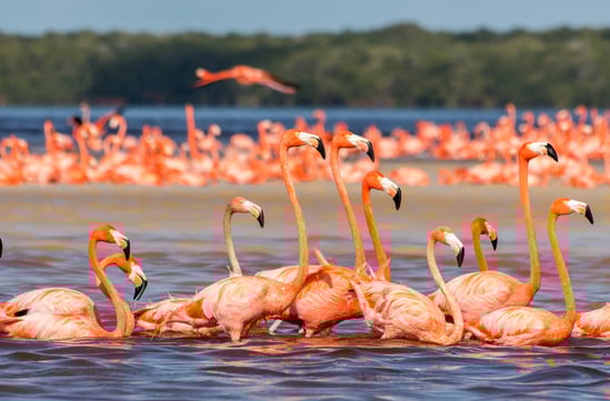 Merida & Riviera Maya, Luxury Family Holidays in Yucatan Peninsula, Mexico