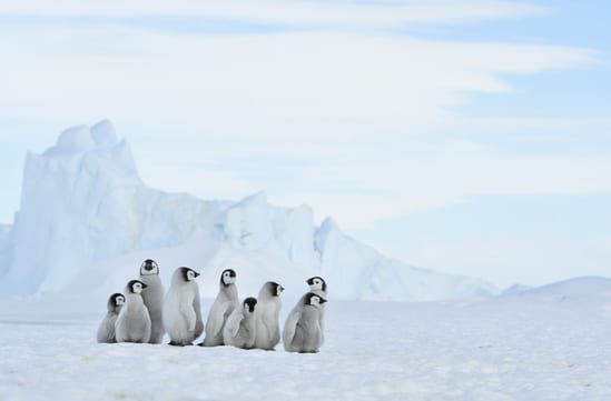 Luxury Holidays in Antarctica