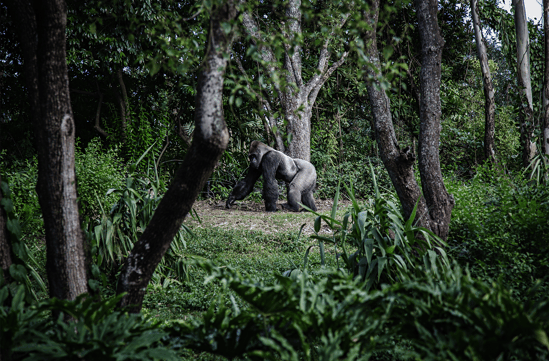 gorilla, rwanda