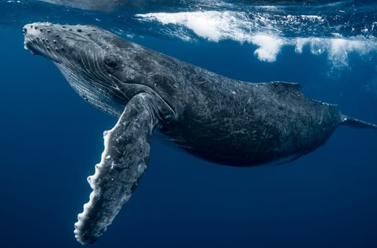 Paddle board with Humpback Whales | Luxury Holidays in Iceland