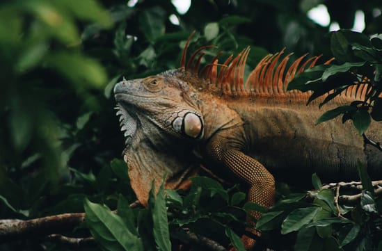 Wildlife conservation, luxury travel Costa Rica