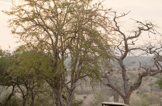 Game drive in Selous national park, luxury travel Tanzania