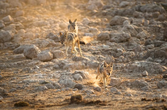 Black backed jackals in South Africa