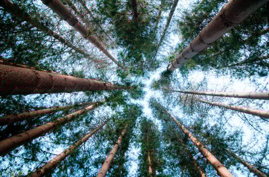 Evergreen trees, USA
