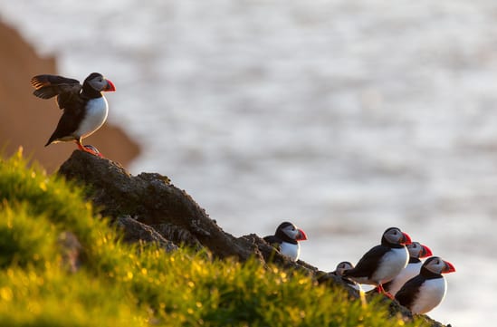 Family adventure to Iceland