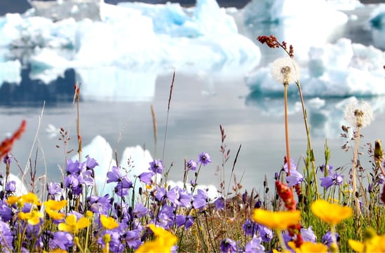 Foraging in Greenland