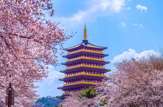 cherry blossom in south korea