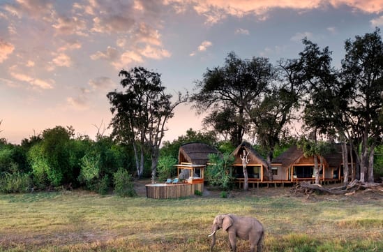 Tawana, Moremi Game Reserve, Botswana