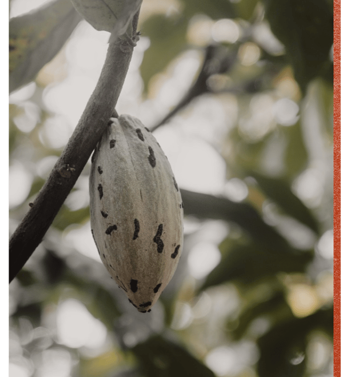 Costa Rica, One Week to Wander, Black Tomato, Luxury Travel