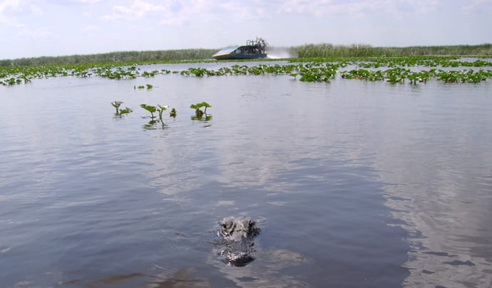 flying through the everglades in miami