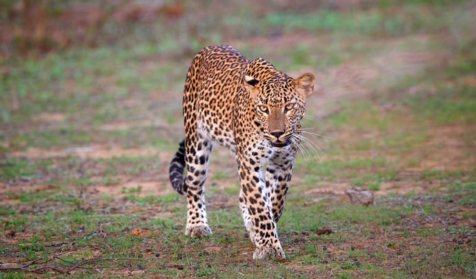Sri Lanka