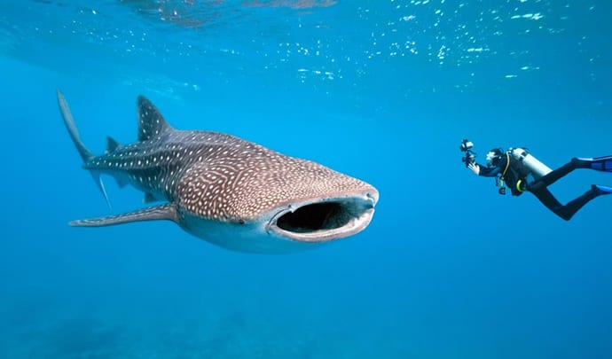 Whale Sharks can be found off the coast of Western Australia