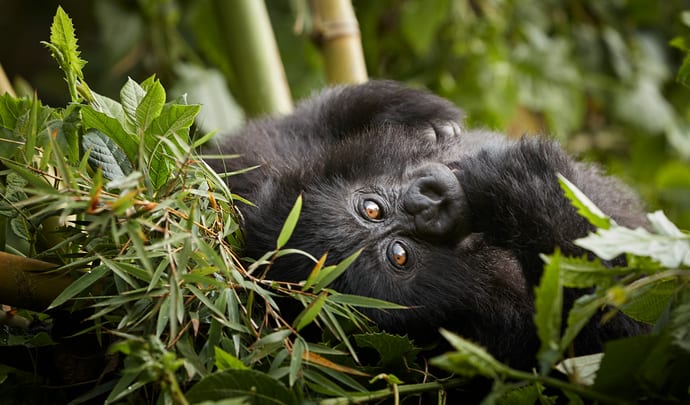 Luxury Holidays in Rwanda