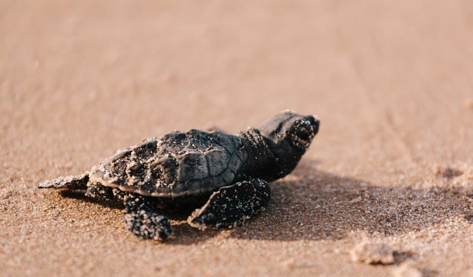 Turtle watching in Antigua