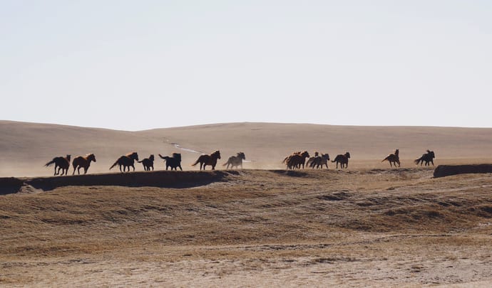 Luxury Honeymoons in Mongolia