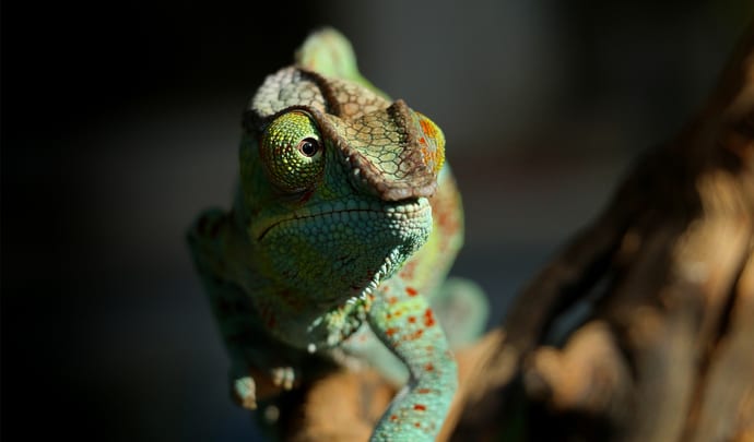 Luxury Honeymoons in Madagascar
