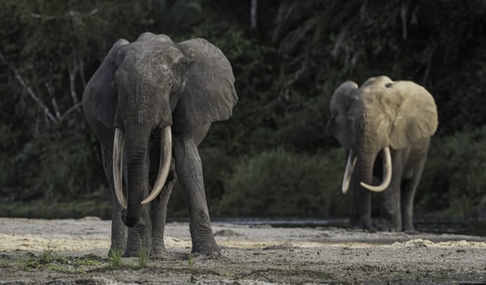 Congo Forest Elephants