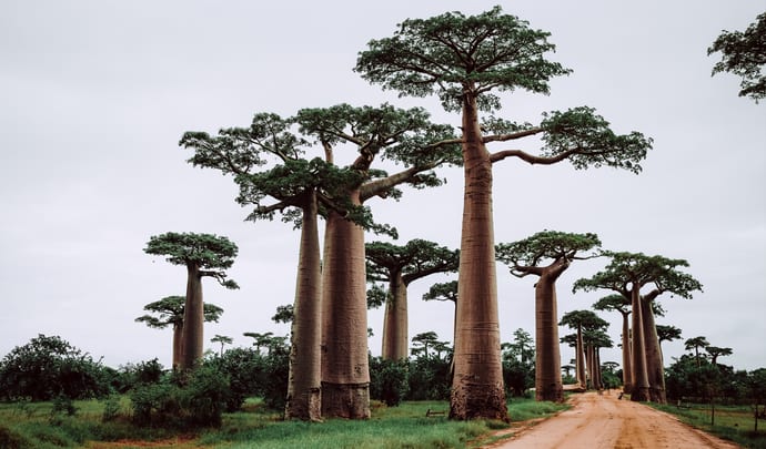 Luxury Holidays in Madagascar