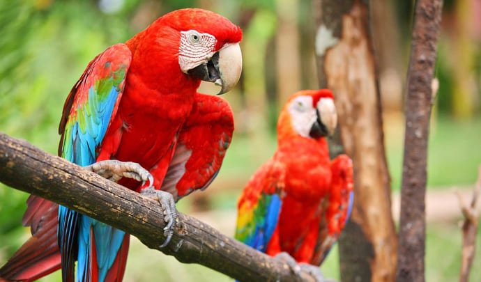 Explore wildlife in Belize