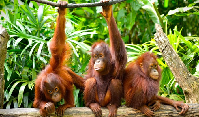 Discover Borneo