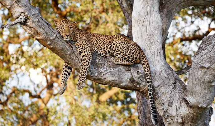 More about Zambia