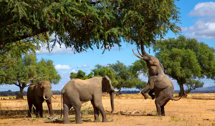 More about Zimbabwe