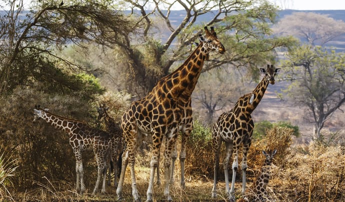 Private tours in Uganda