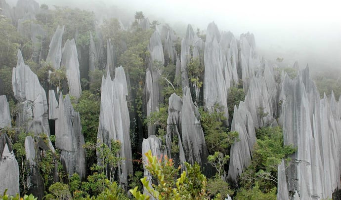 Private jungle tours in Borneo