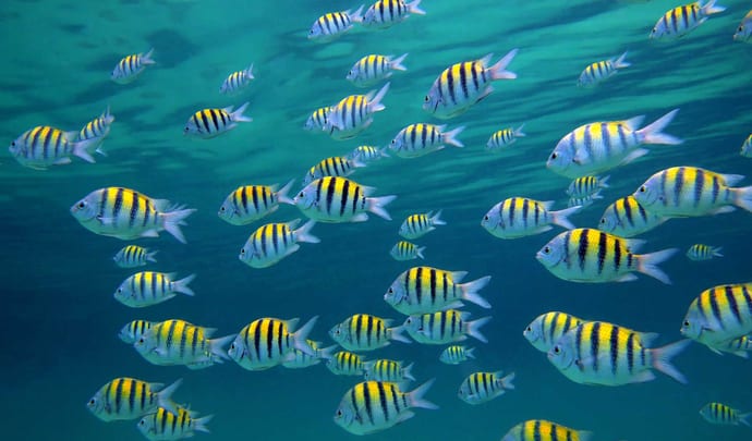 Private sea tours in the Bahamas