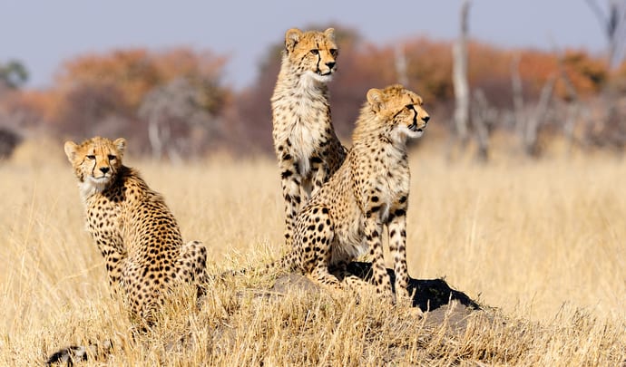 Private safari tours in Zimbabwe