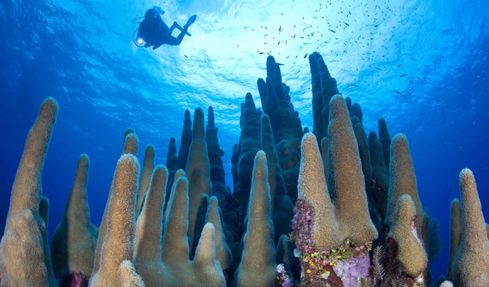 Private Tours in the Cayman Islands