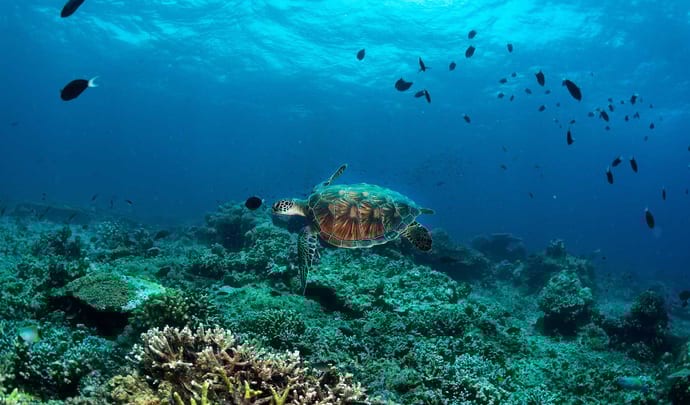 Honeymoons in Borneo