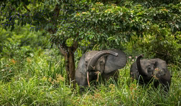 Honeymoons in the Congo