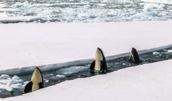Luxury Holidays in Antarctica