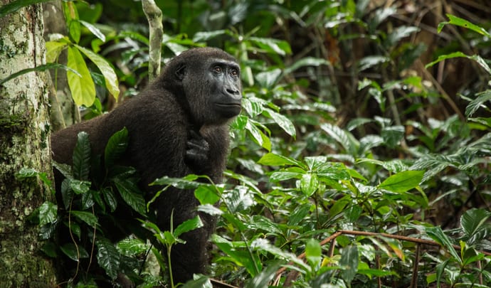 Private tours in Congo
