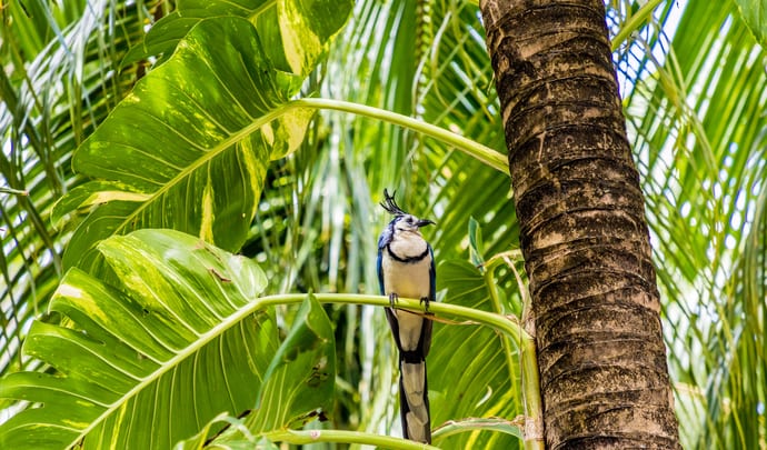 Luxury Hotels in Nicaragua