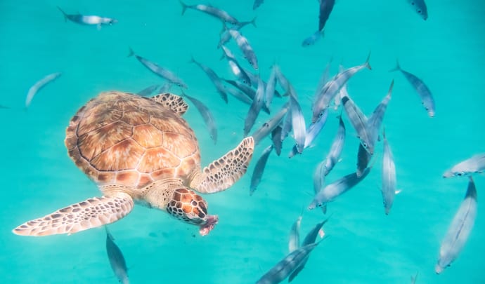 Private ocean tours in Barbados